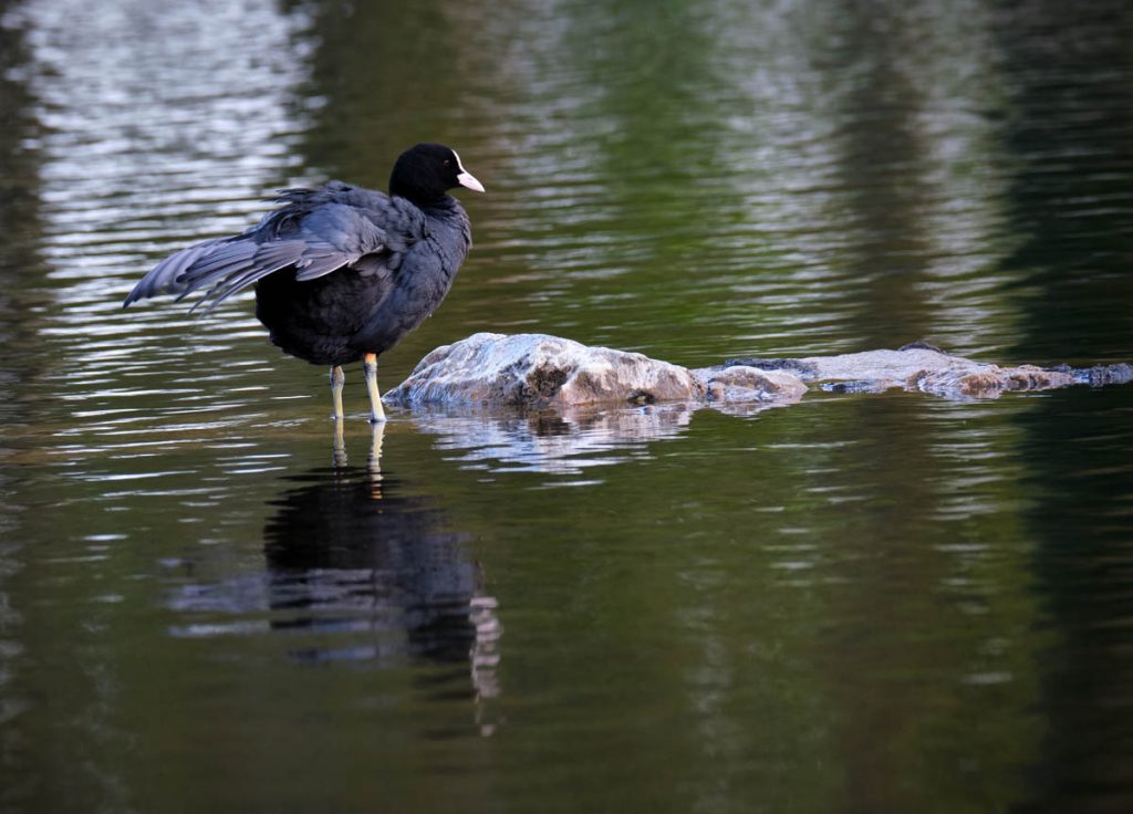 Coot on a rock reflected in the water