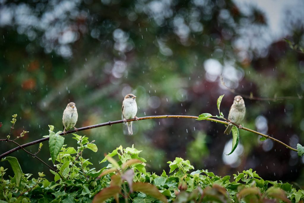 Three sparrows in the rain