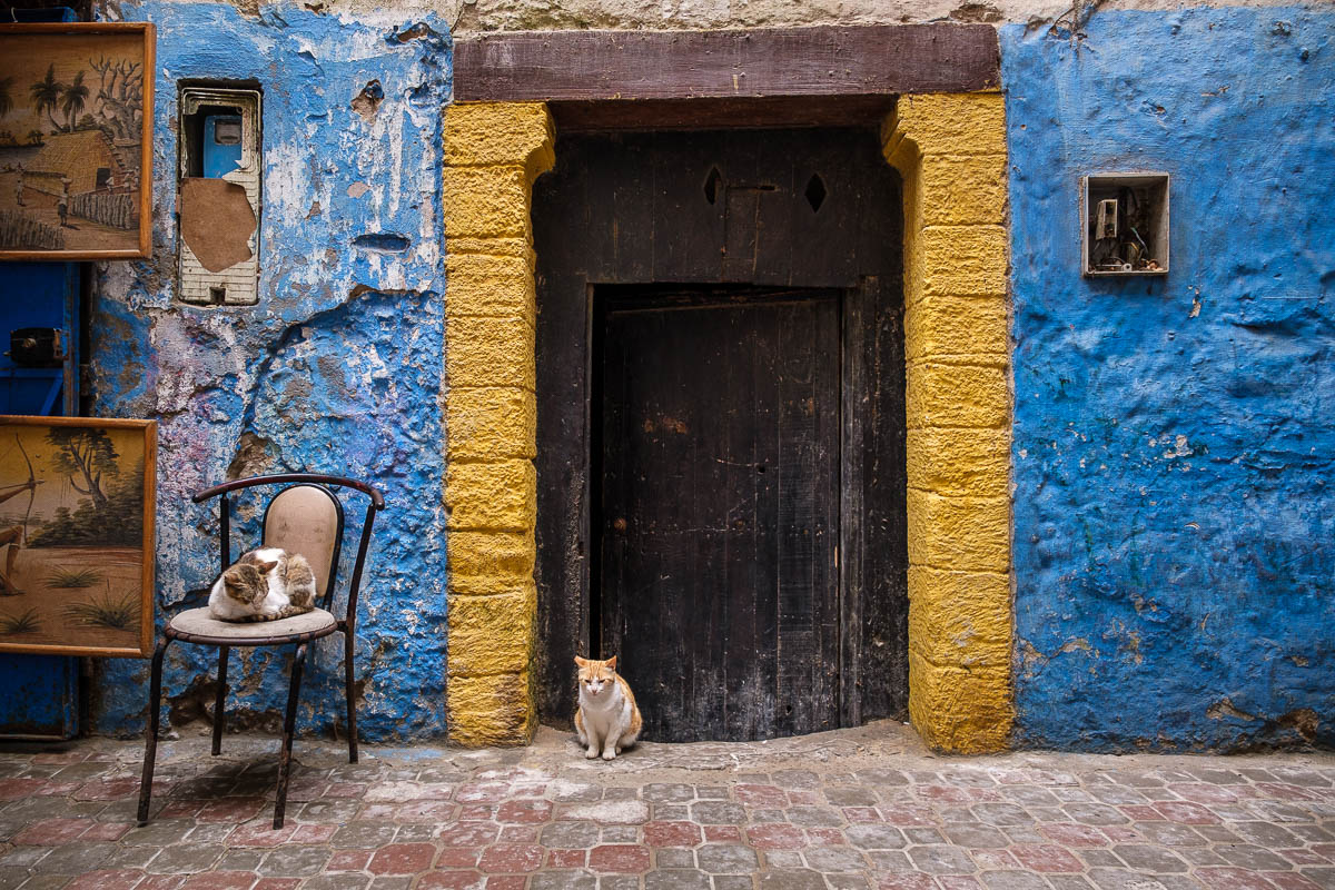 Cats at a door in the city of Essouria