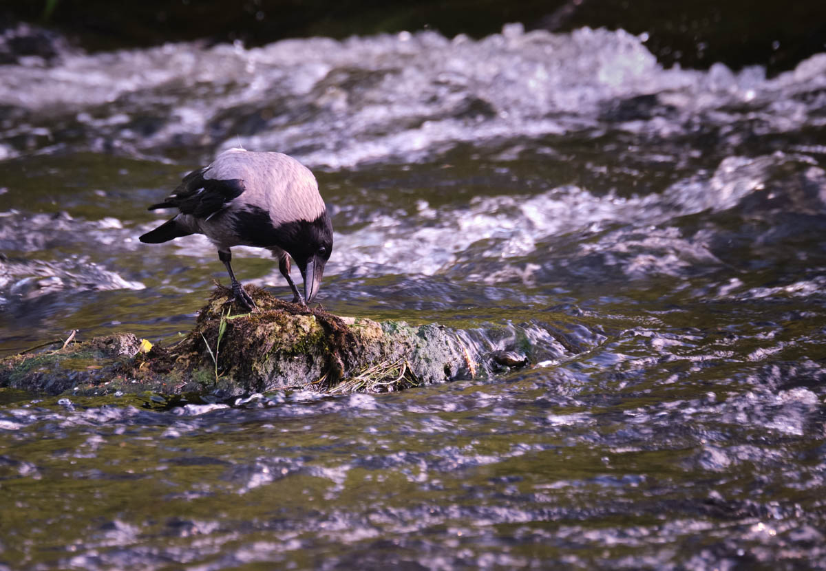 Hooded crow on a rock in a river