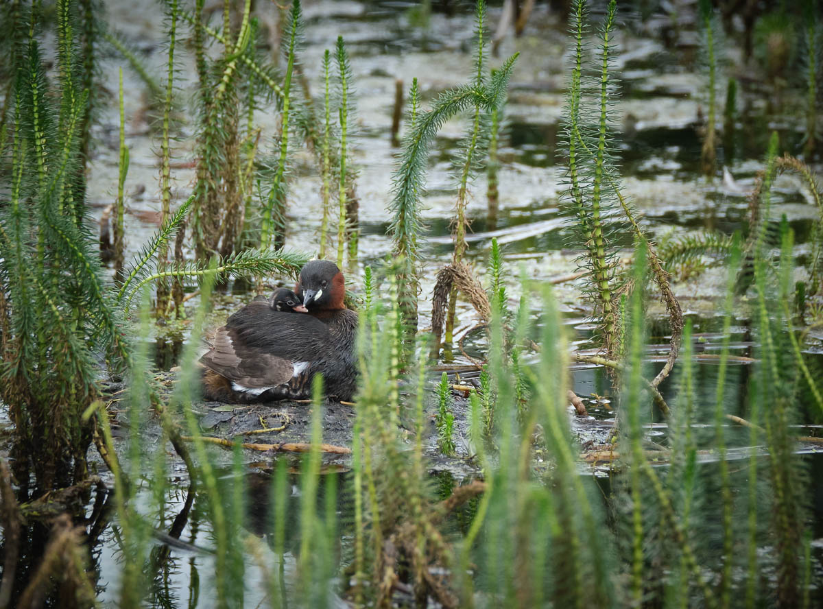 Little grebe and chick 1.jpg
