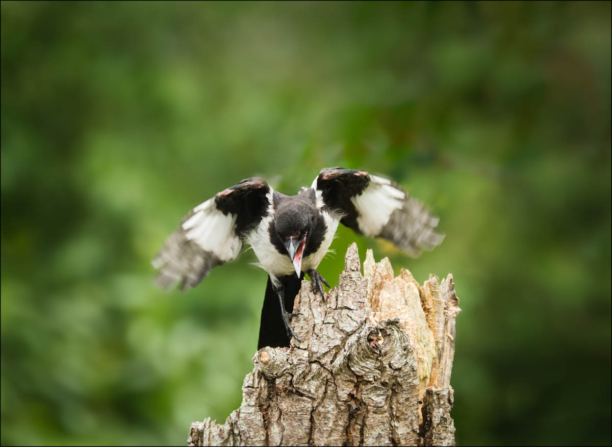 Magpie displaying on a tree stump
