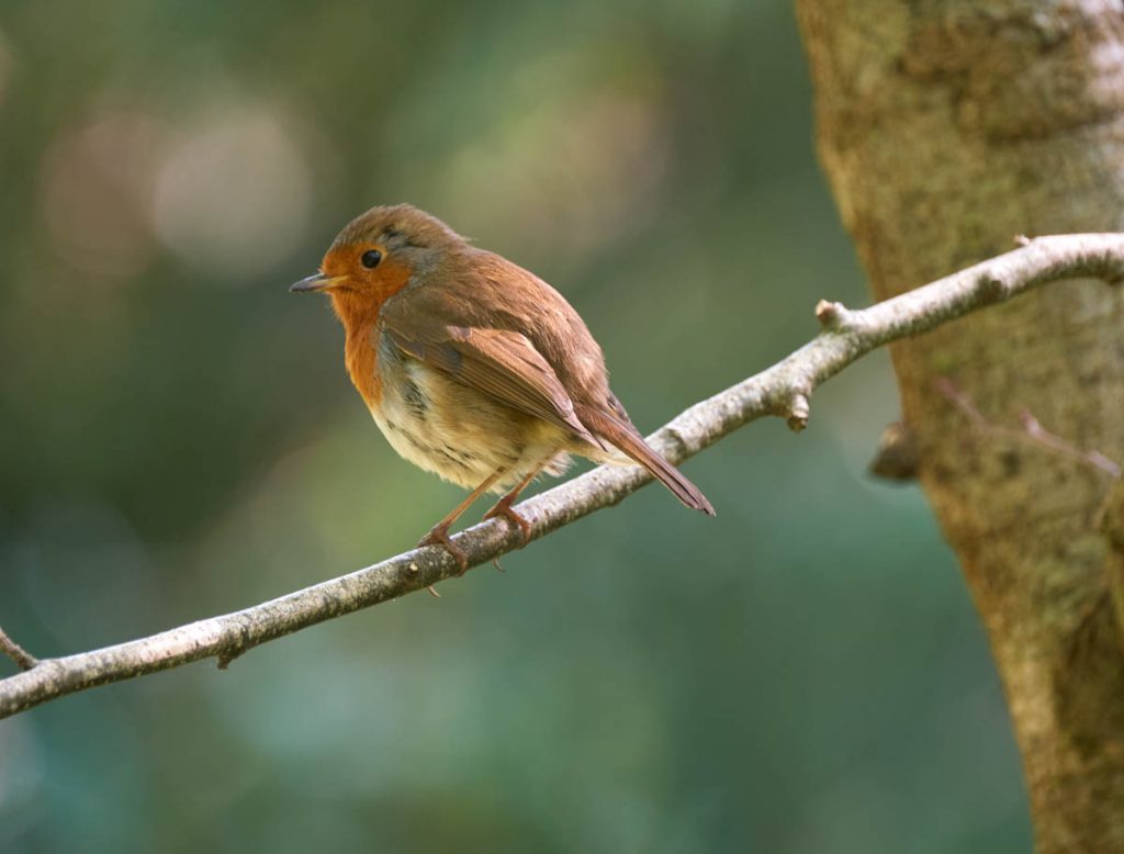 Perching robin