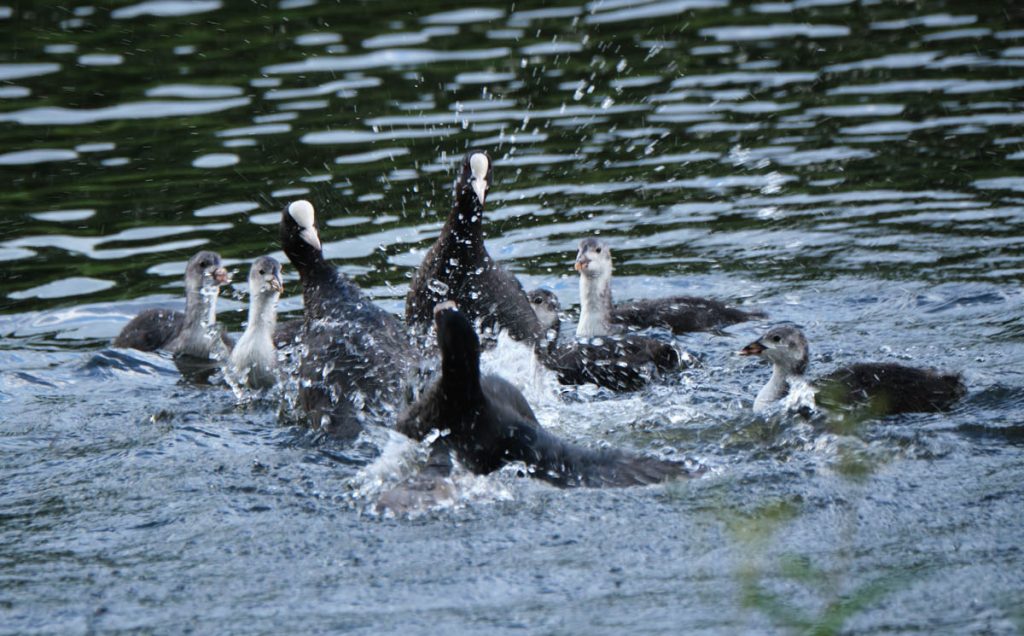 A group of coots fighting on the water