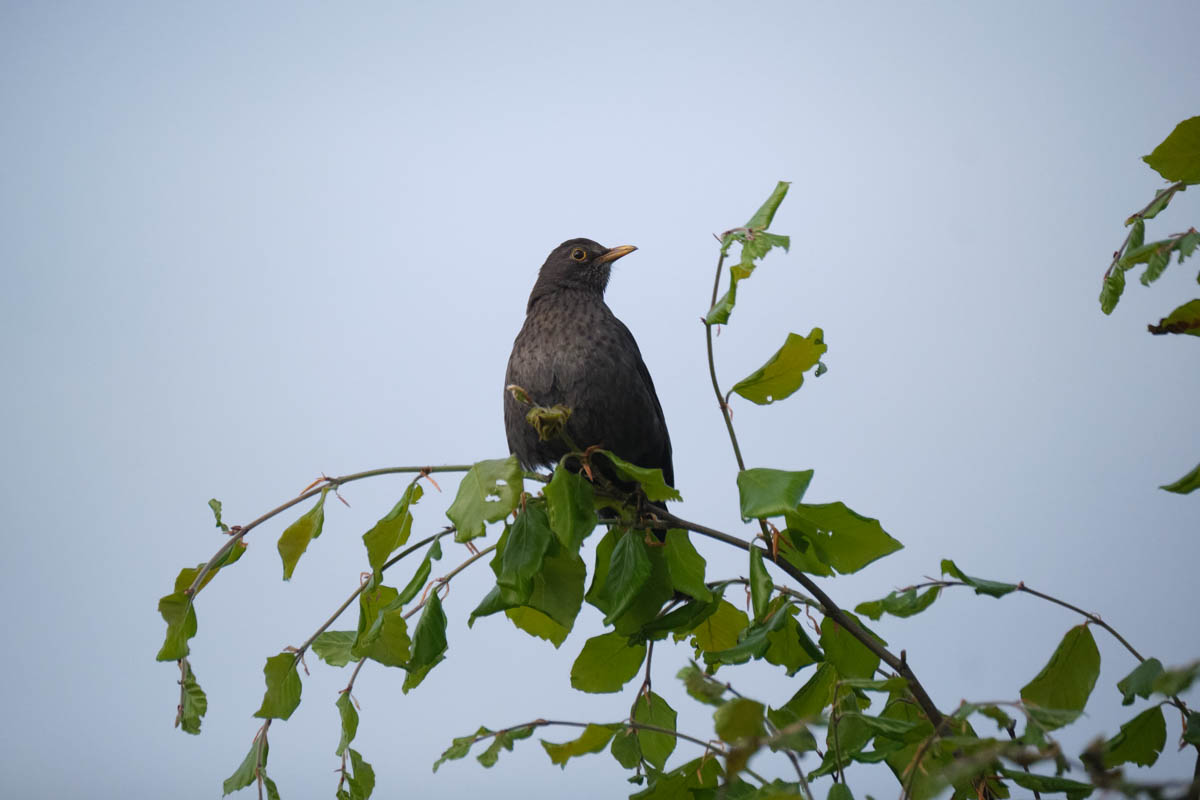 blackbird on lookout