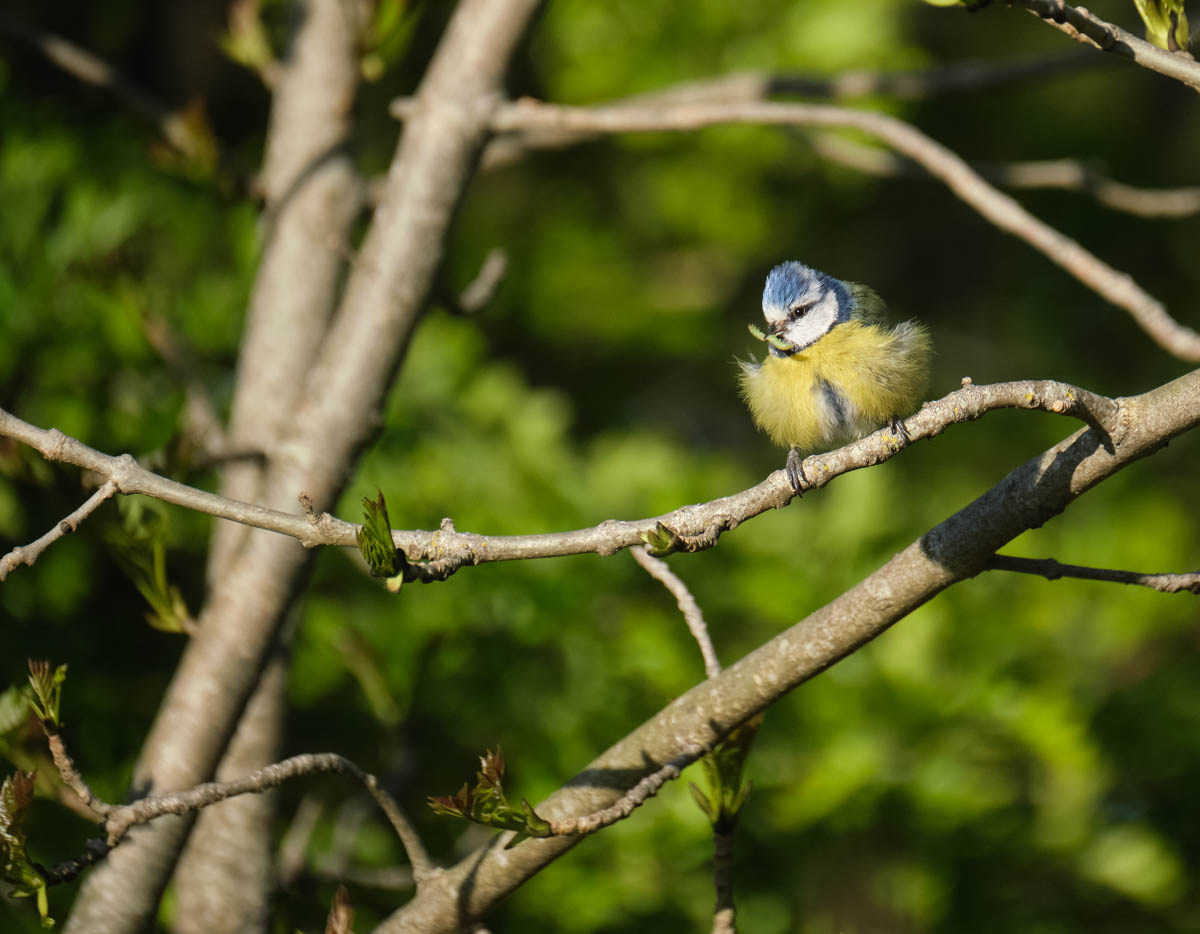blue tit all puffed up with a green insect