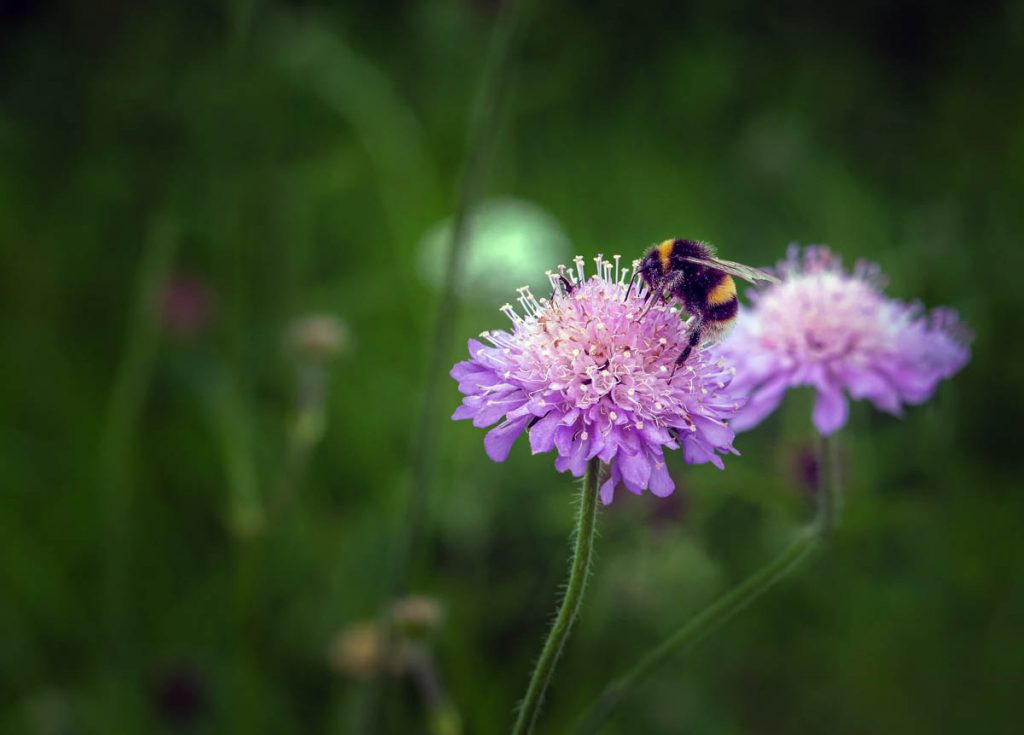 bumble bee on purple flower