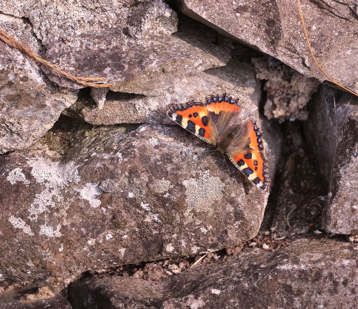 butterfly on stone.jpg