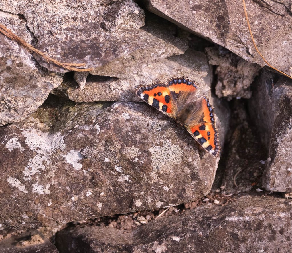 butterfly on stone