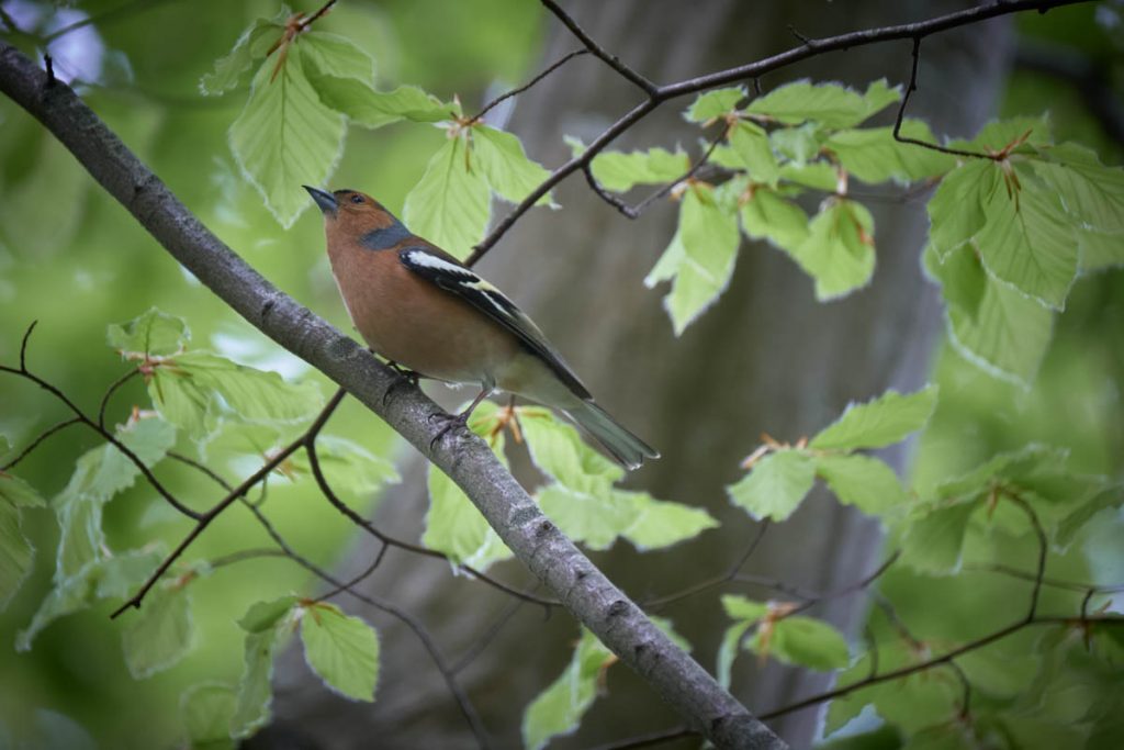 chaffinch in a tree