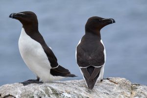 A pair of razorbills - giving each other the cold shoulder