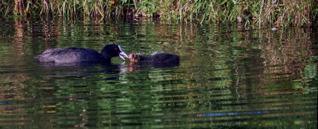 coot and chick feeding