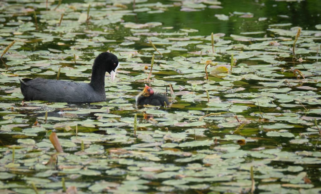 coot feeding chick in a lily pond