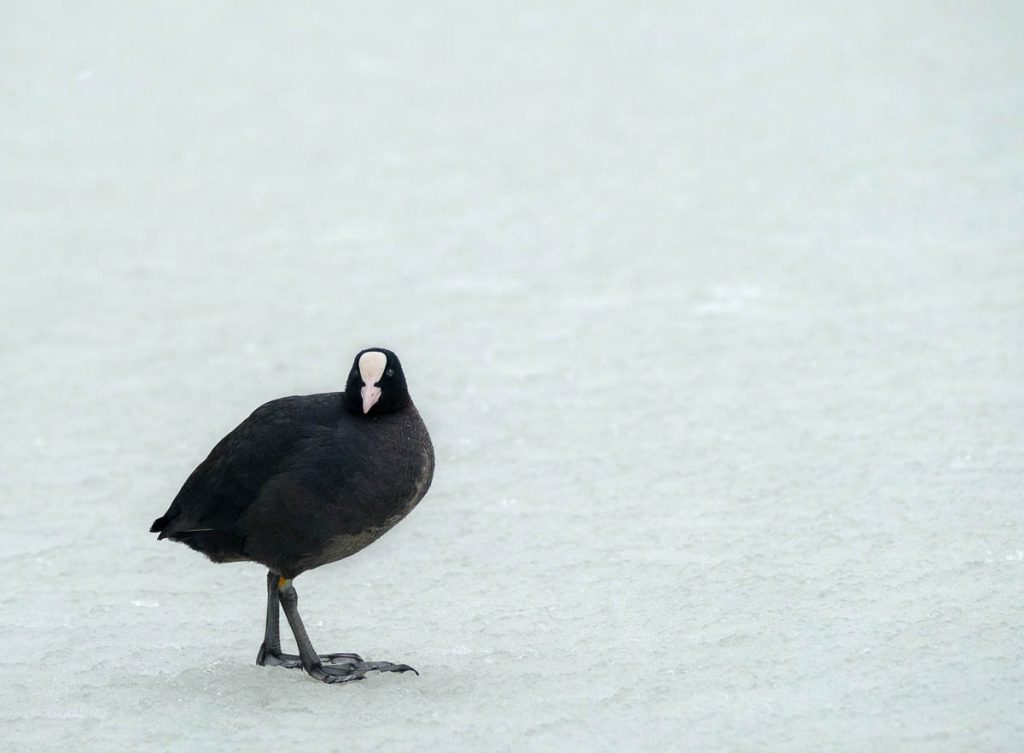 coot on ice