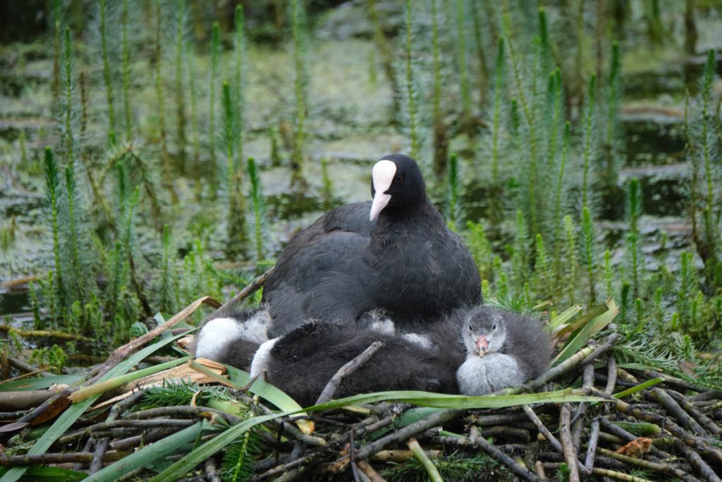 coot with chicks on a nest