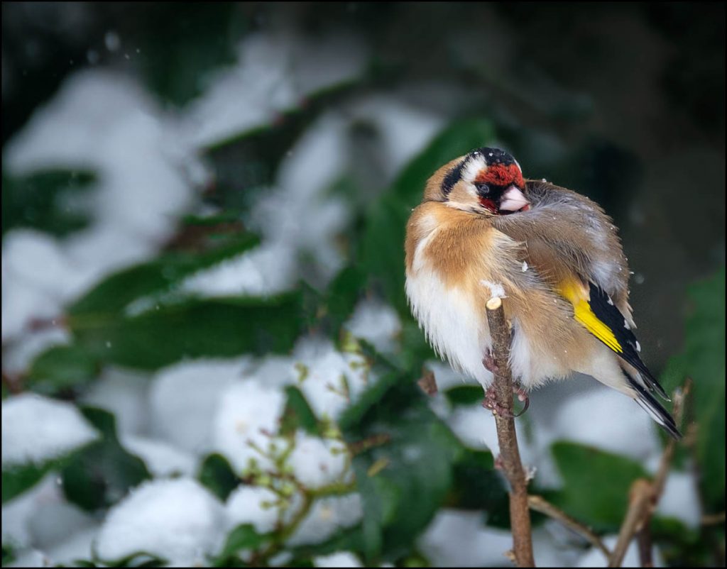 Goldfinch with snow