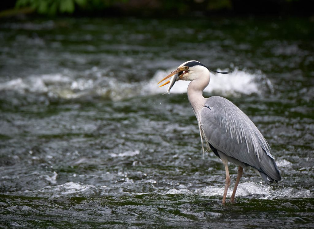 A grey heron standing in a river and eating a trout