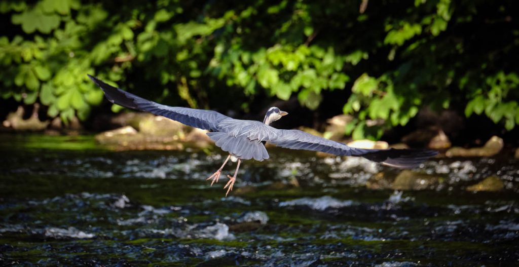 grey heron taking off