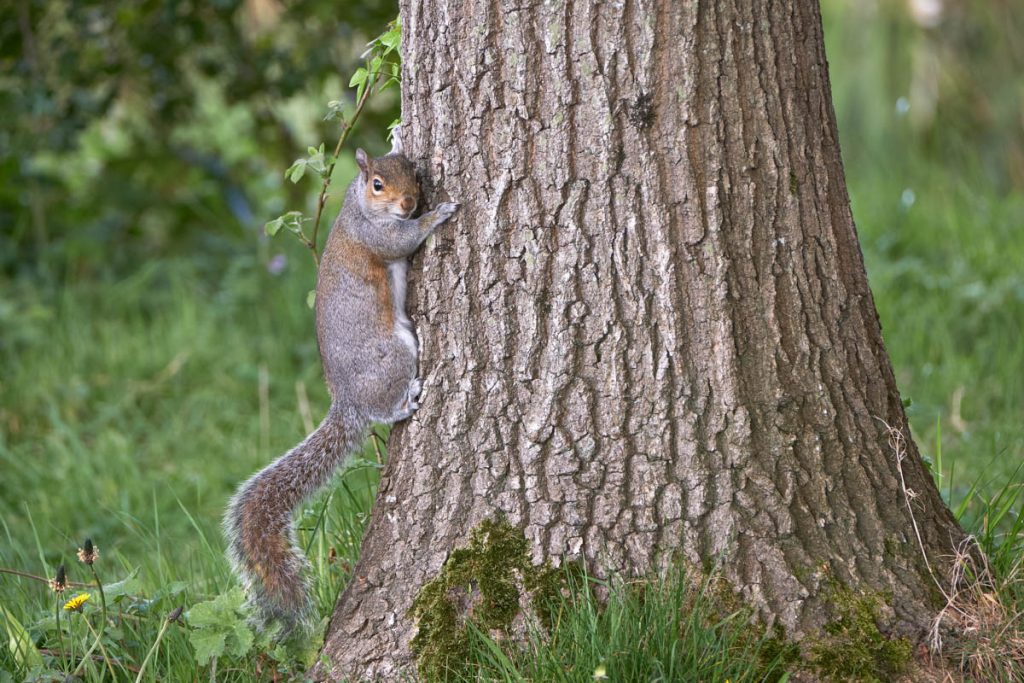 grey squirrel climbing a tree