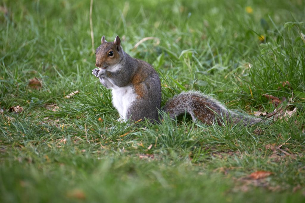 grey squirrel eating