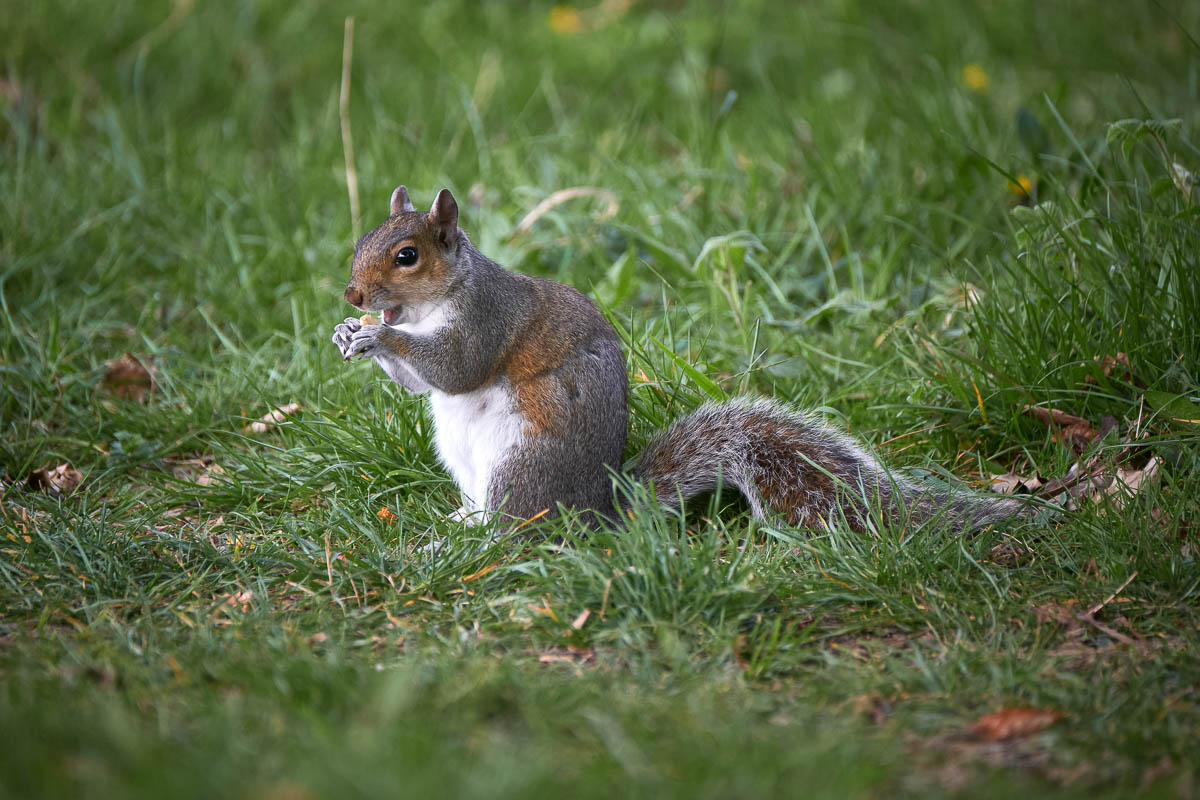 grey squirrel eating a nut.jpg