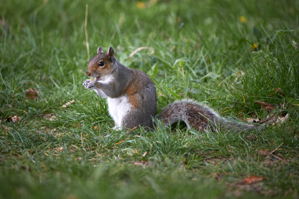 grey squirrel eating a nut