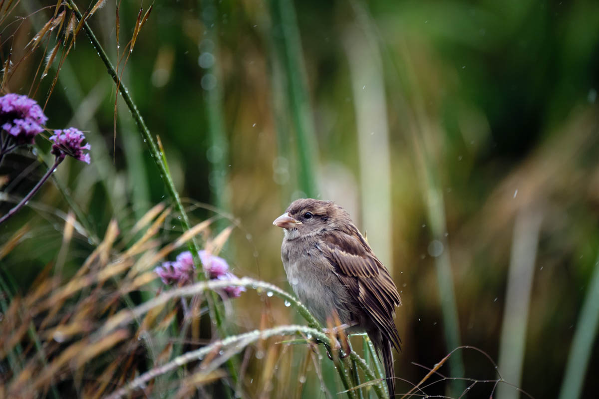 house sparrow in the rain