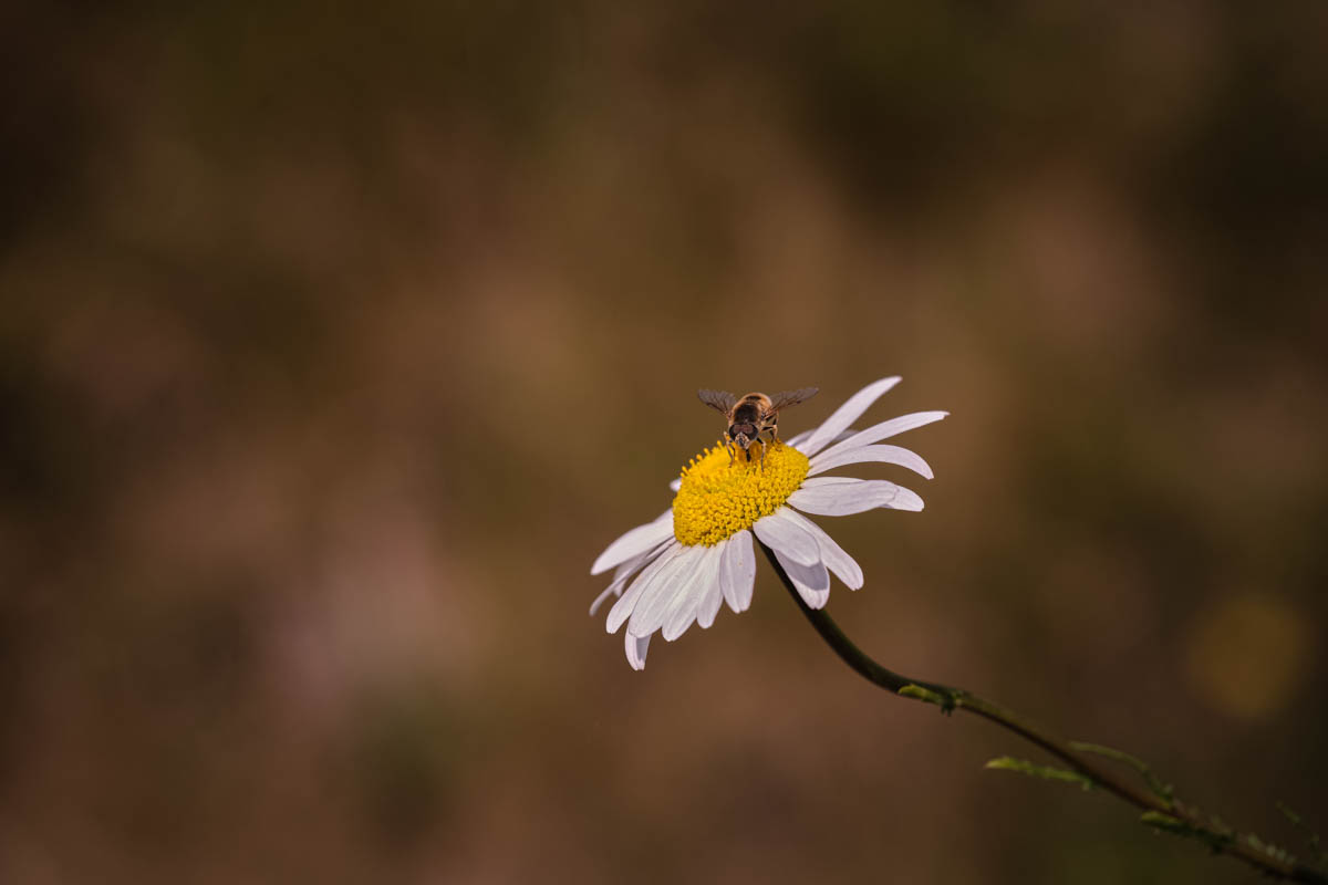 hover fly on a daisy