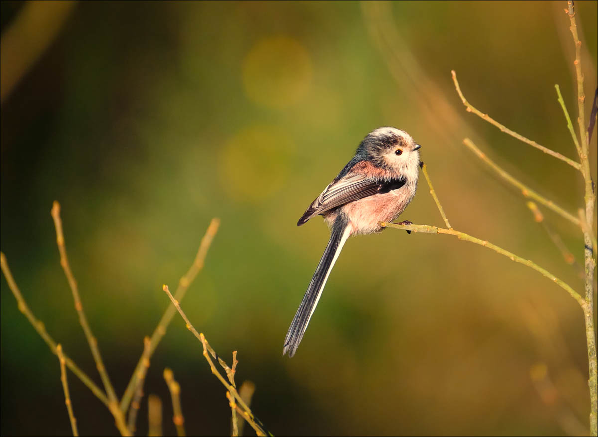Long tailed tit in evening sun