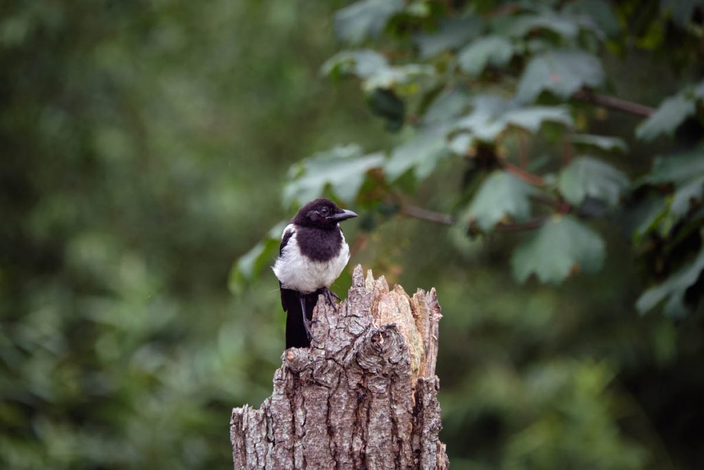 magpie on a tree stump