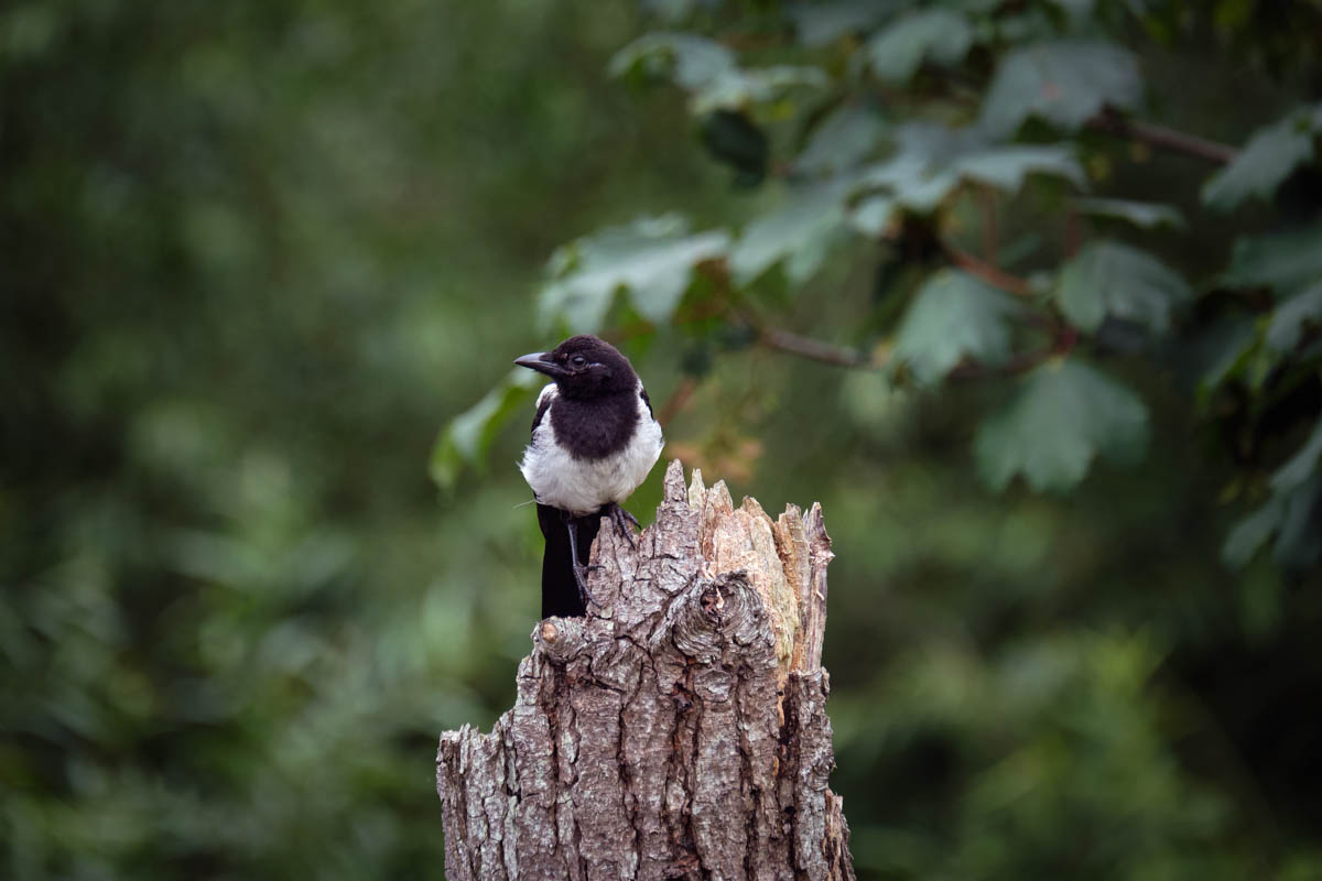 magpie on guard
