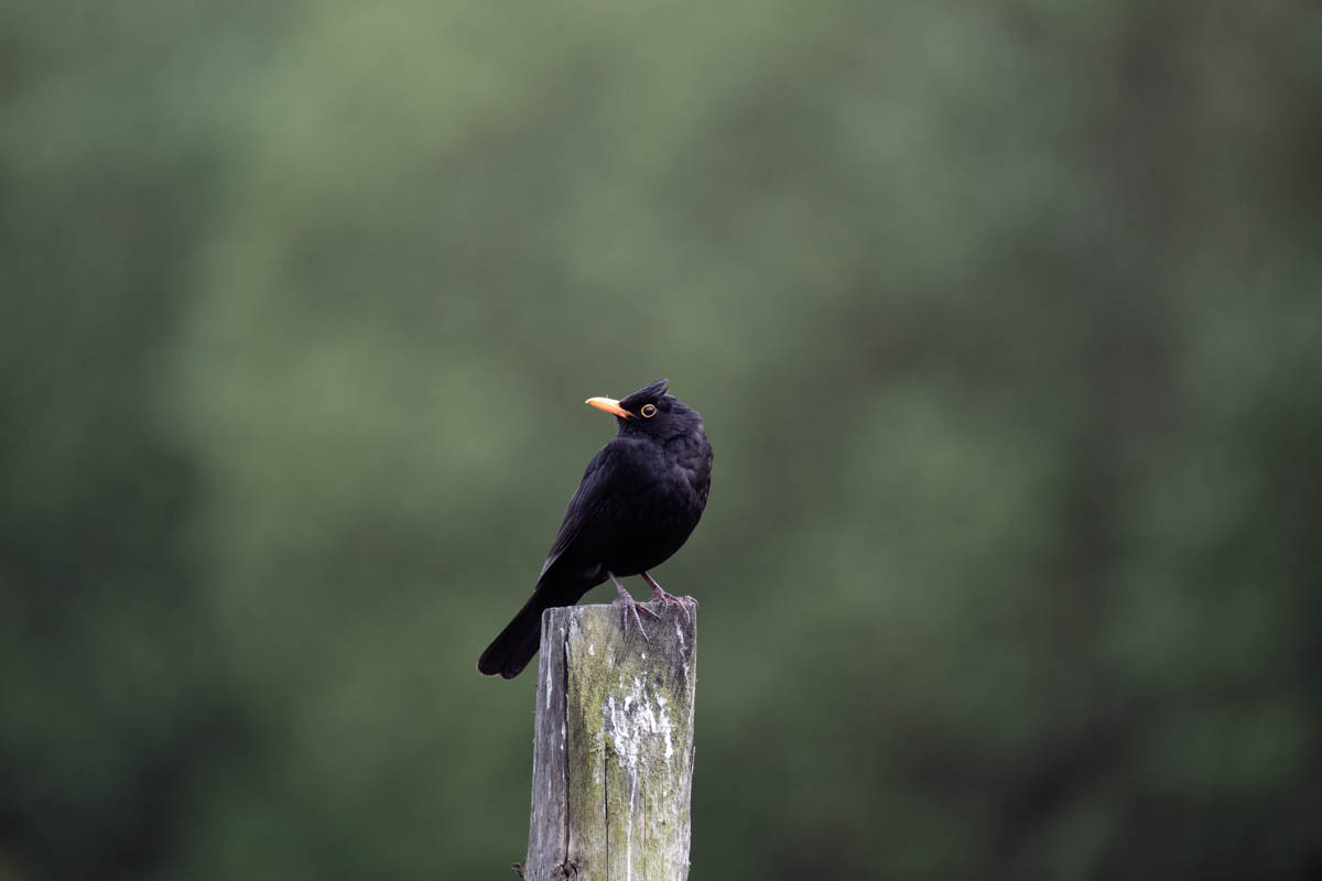 male blackbird on a post
