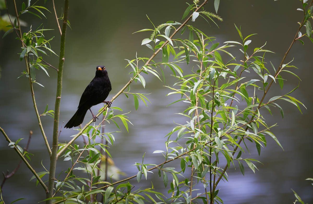male blackbird perching.jpg