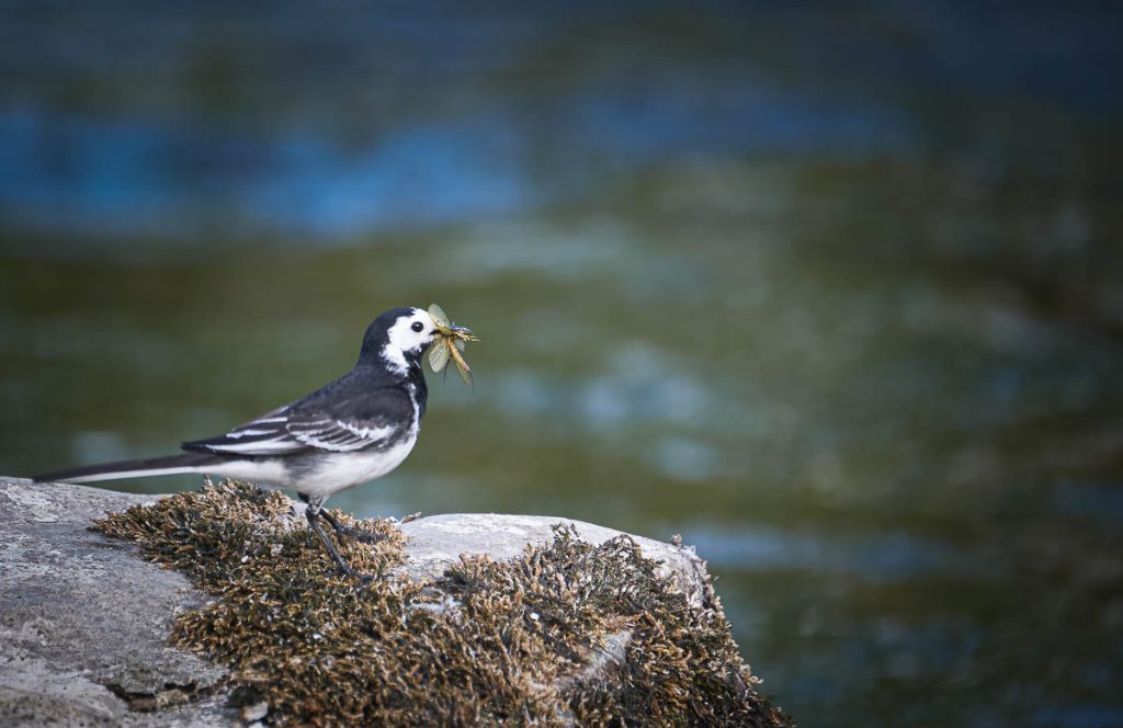 pied wagtail with insects.jpg