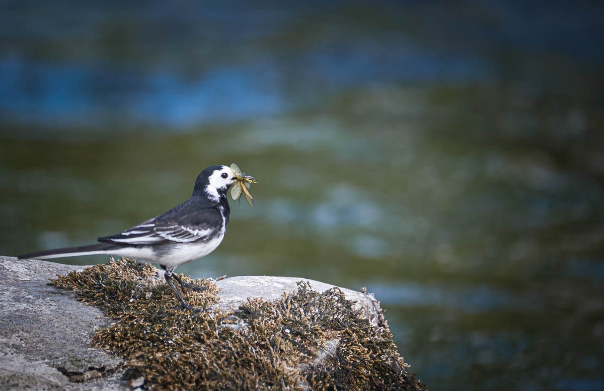 pied wagtail with insects.jpg