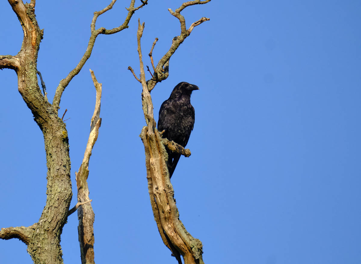 raven on a tree against a blue sky