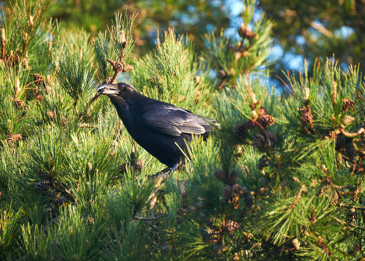 raven in a pine tree