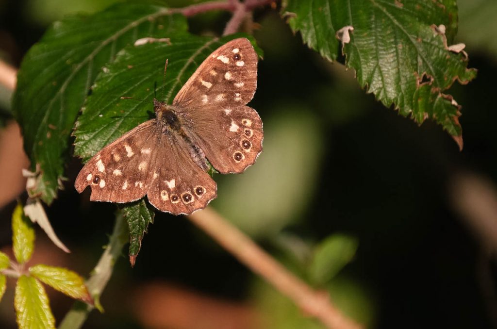 speckled wood butterfly