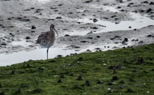 Curlew standing on one leg