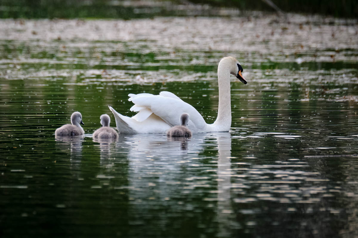 swan family.jpg