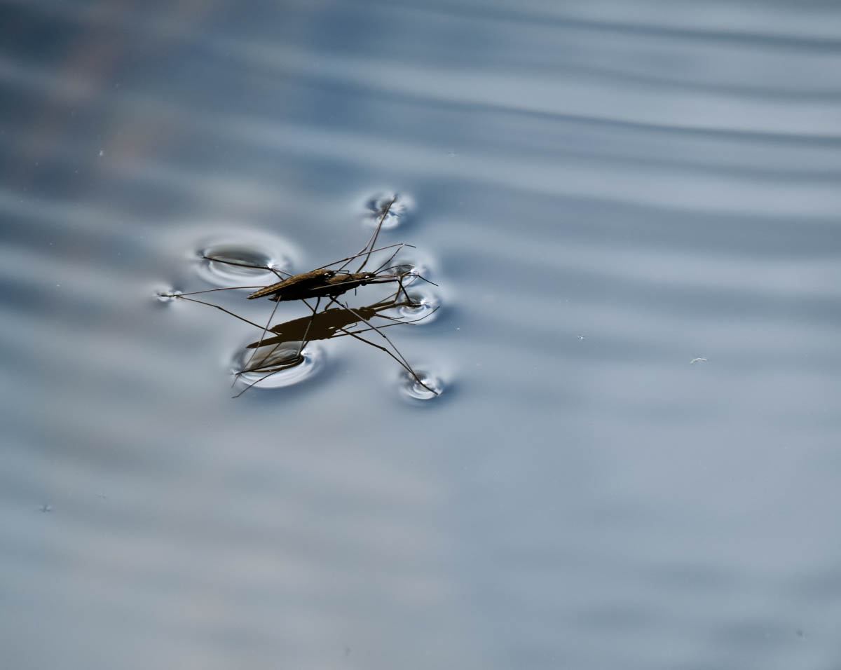 waterboatman insects mating