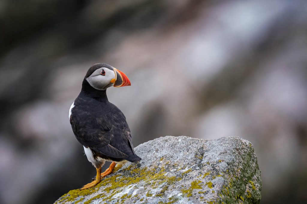 Lone puffin on a rock