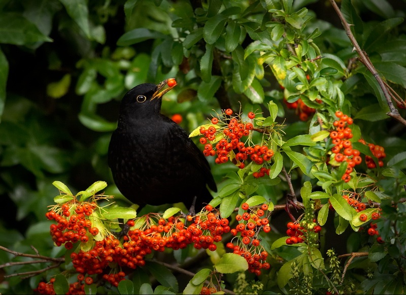 Blackbird feeding