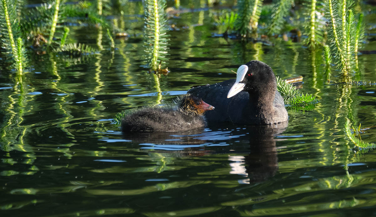 coot and chick on the water