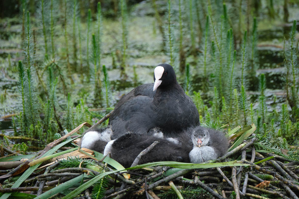 coot with chicks