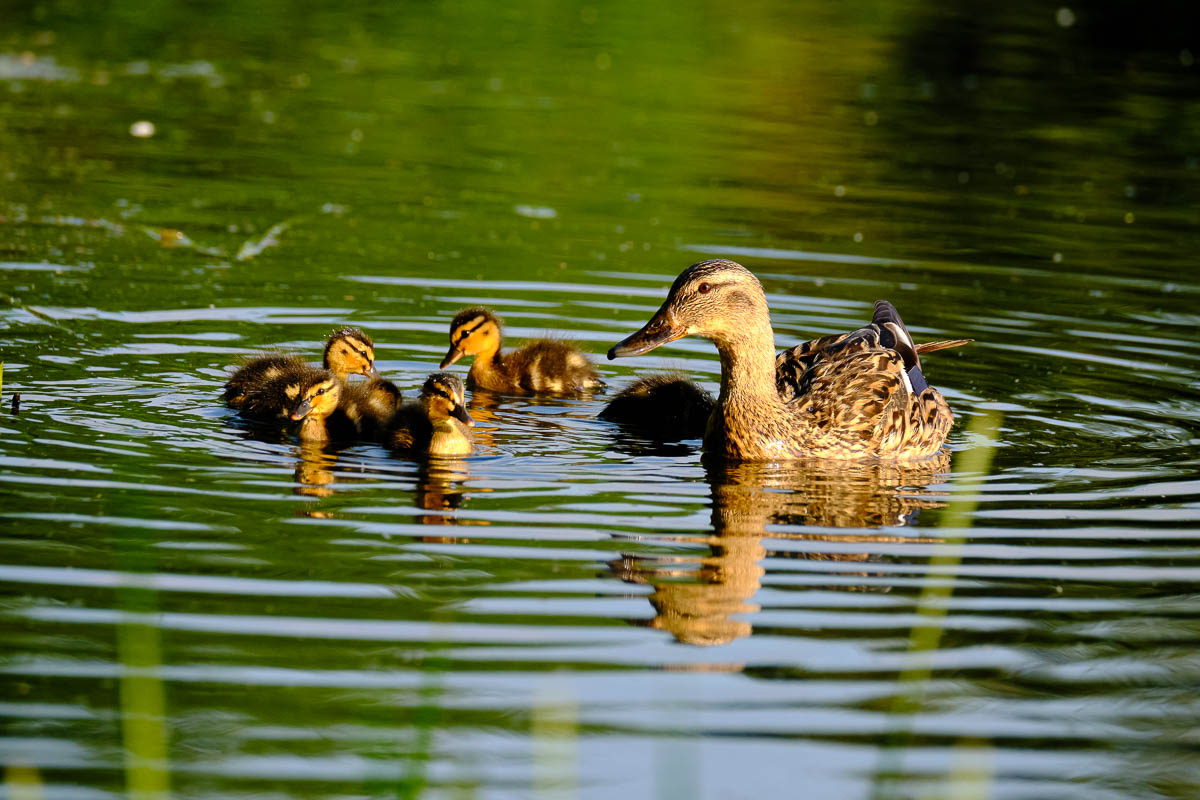 duckling family exploring