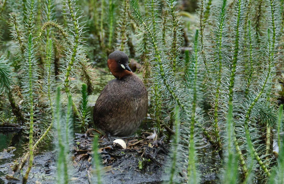 little grebe with egg