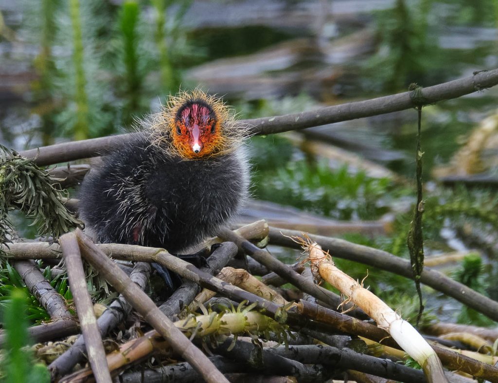 single coot chick