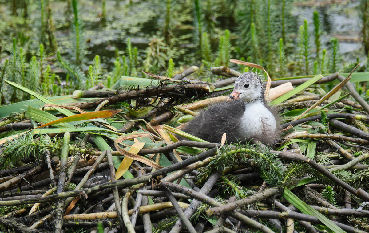 single coot chick