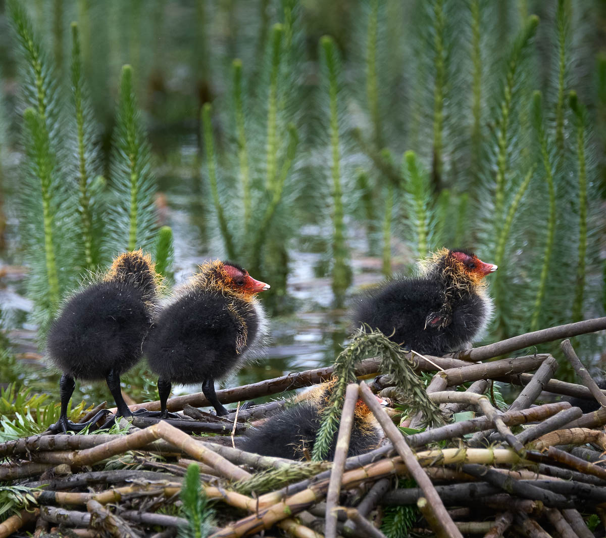 three coot chicks